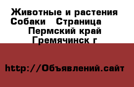 Животные и растения Собаки - Страница 10 . Пермский край,Гремячинск г.